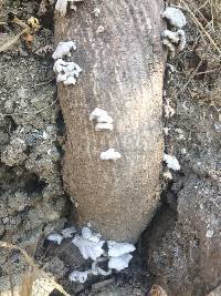 Schizophyllum commune image