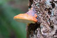 Fomitopsis pinicola image