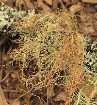 Usnea rubicunda image