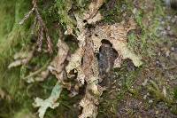 Lobaria pulmonaria image