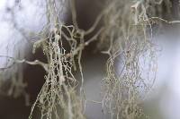 Ramalina menziesii image