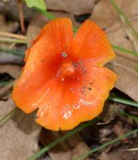 Hygrocybe conica image