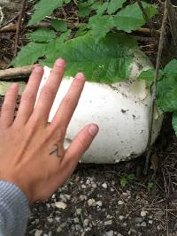 Calvatia gigantea image