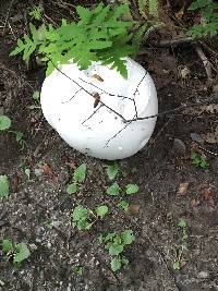 Calvatia gigantea image