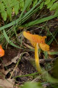 Hygrocybe conica image