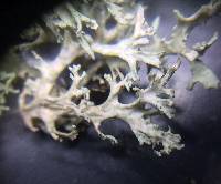 Evernia prunastri image