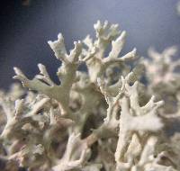 Evernia prunastri image