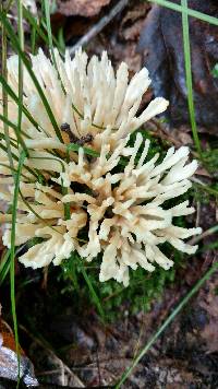 Tremellodendron pallidum image