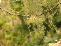 Ramalina menziesii image