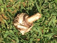 Chlorophyllum brunneum image