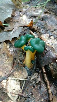 Leotia viscosa image