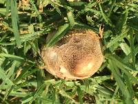 Chlorophyllum brunneum image