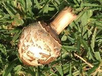 Chlorophyllum brunneum image