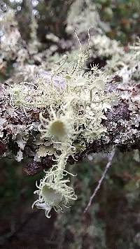 Usnea intermedia image