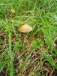 Leccinum scabrum image