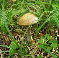 Leccinum scabrum image