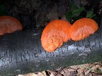 Pycnoporus cinnabarinus image