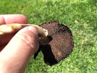 Agaricus californicus image