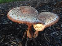 Leucoagaricus americanus image