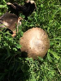 Agaricus californicus image