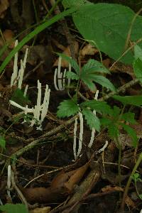 Clavaria fragilis image