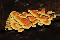 Laetiporus sulphureus image