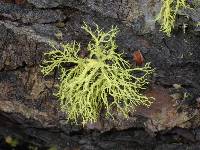 Letharia vulpina image