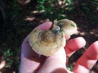 Lactarius deliciosus image