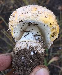 Amanita aprica image