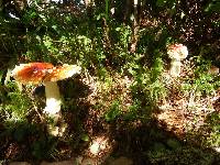 Amanita muscaria image