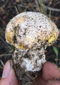 Amanita aprica image