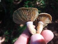 Lactarius deliciosus image