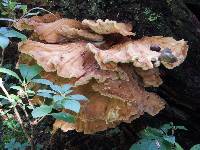 Laetiporus conifericola image