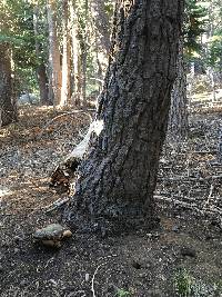 Fomitopsis pinicola image