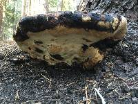 Fomitopsis pinicola image