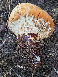 Ganoderma oregonense image