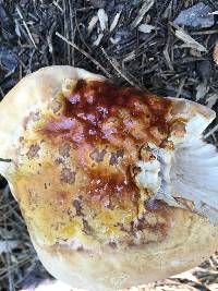 Ganoderma oregonense image