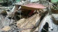 Boletus chrysenteron image