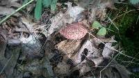 Boletus chrysenteron image