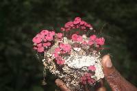 Marasmius haematocephalus image