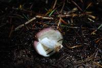 Russula xerampelina image