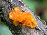 Tremella mesenterica image