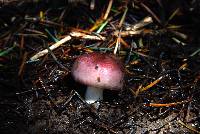 Russula xerampelina image