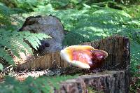 Fomitopsis pinicola image