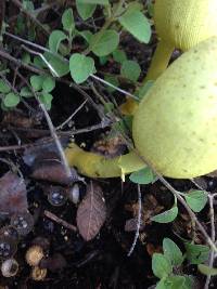 Leucocoprinus birnbaumii image