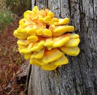 Laetiporus sulphureus image