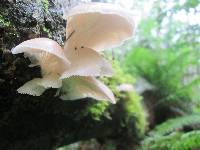 Pleurotus ostreatus image