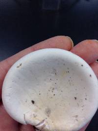 Fomitopsis betulina image