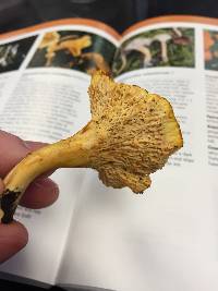 Cantharellus lateritius image