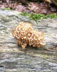 Artomyces pyxidatus image